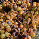 1x500ml Zambartas Melusine Commandaria Wine P.D.O Cyprus (Sweet Wine) 2011 - Image 4