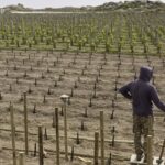 T-OINOS project - CLOS STEGASTA ASYRTIKO RARE - Premier Organic Greek White WIne 2022 - Image 3