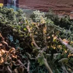 Ikaria Organic Oregano