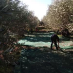 Person pick up eliama olives