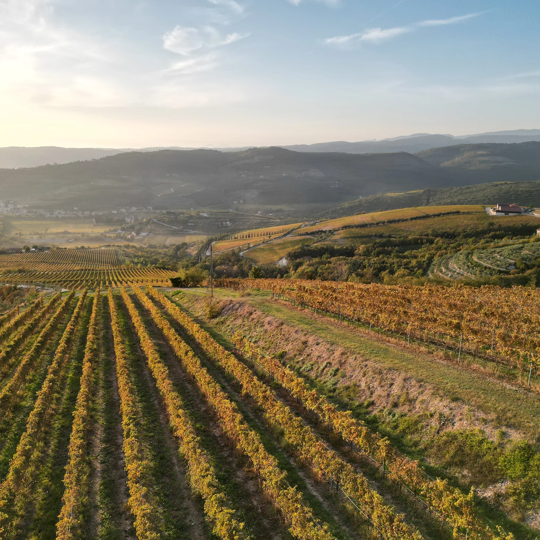Organic vineyard fields at Fidora Italy with rows of grapevines under natural sunlight
