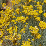 Lavandia Greek Organic Helichrysum 30gr