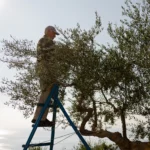 Man picking up Greek Olives