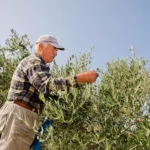 Harvesting Mani Blauel Oil