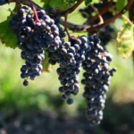 Bio Red Wine from Italy
