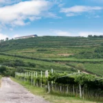 Valpolicella Ripasso DOC Classico Superiore bio wine