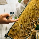 bee keepers in New Zealand