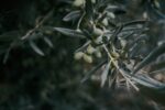 PhenOLIV Organic High Phenolic Evoo 1x200ml - Image 6