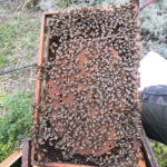 5x280 gr Apianthos Organic Honey  Pack - Image 4