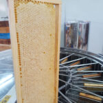 5x280 gr Apianthos Organic Honey  Pack - Image 6