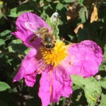 Ikaria Pine Wildflower Organic Honey - Image 6