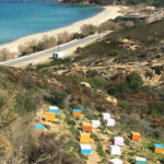 Ikaria Greek Thyme Honey | Box - Image 4