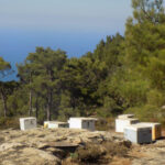 Ikaria Greek Thyme Honey | Box - Image 6