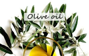 olive oil tree branch